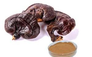 What Should I Look for When Buying Reishi Extract?