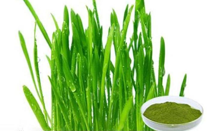 Organic Organic super green powder supply food gradevegetable powder wheatgrass powder