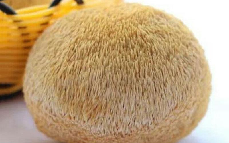 Organic Lion's Mane Mushroom Extract