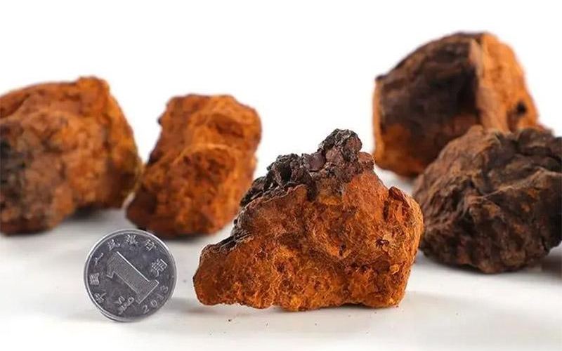 Organic Chaga Mushroom Extract