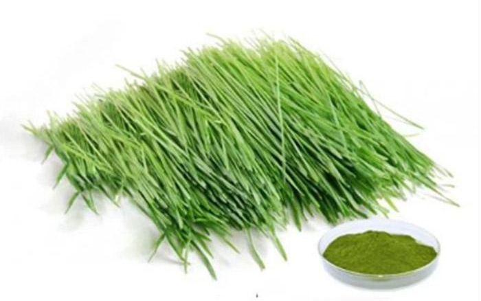 Organic Vegetable seasoning powder freeze-dried organic pure quality barley grass powde