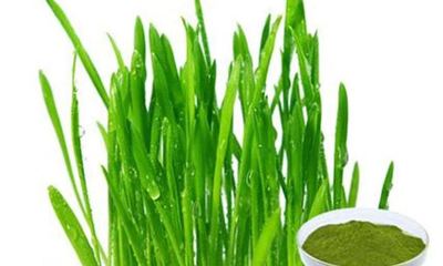 Wheatgrass Powder