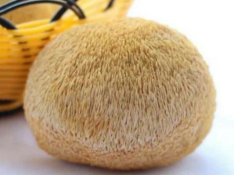 Organic Lion's Mane Mushroom Extract