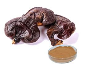 What Should I Look for When Buying Reishi Extract?