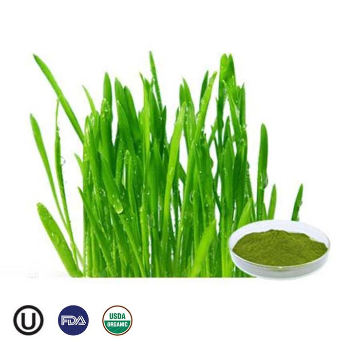 Organic Organic super green powder supply food gradevegetable powder wheatgrass powder