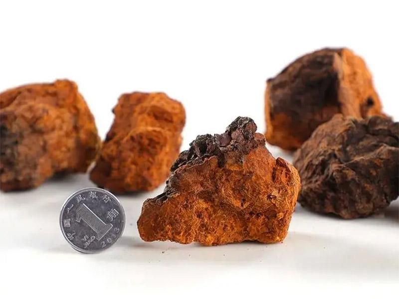 Organic Chaga Mushroom Extract